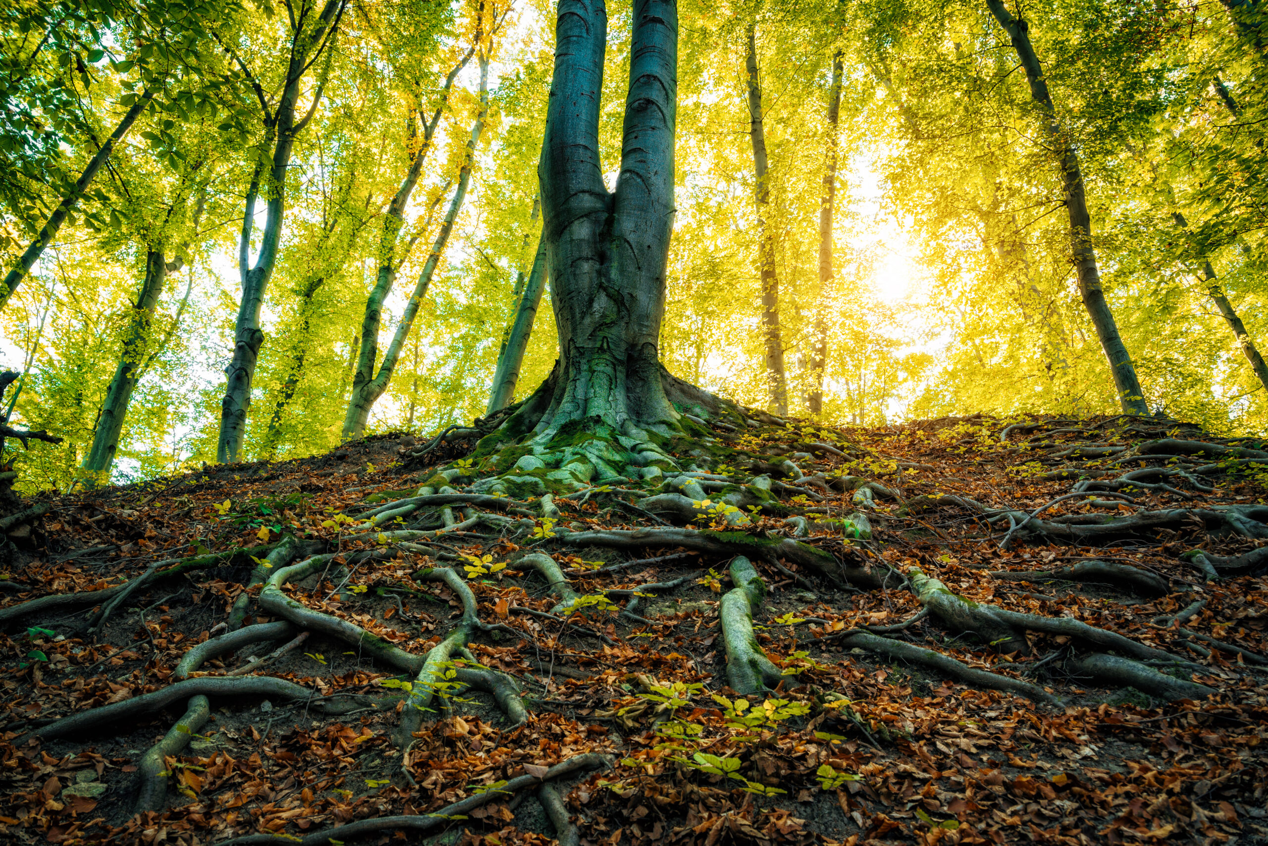 Why Talk Therapy Sometimes Hits a Wall: An Intro to Somatic Healing