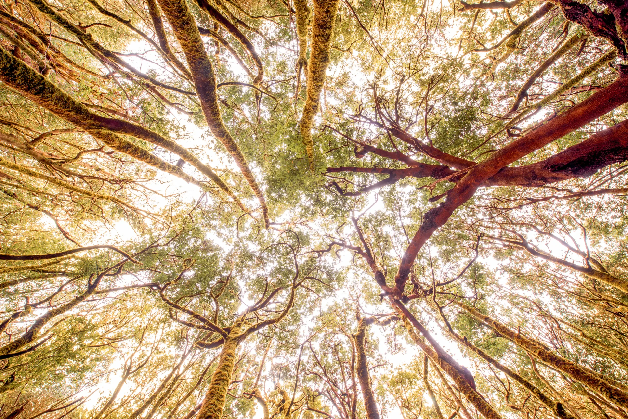 The Art of Slowing Down: Finding Your Rooting in a Busy World